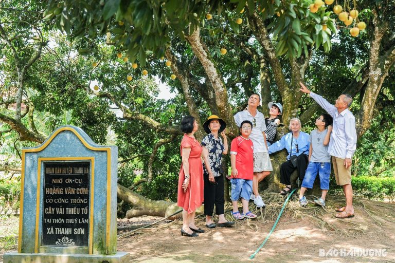 cây vải tổ thanh hà hải dương, vải thiều thanh hà